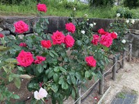 2026.5月「大井戸公園バラ園」