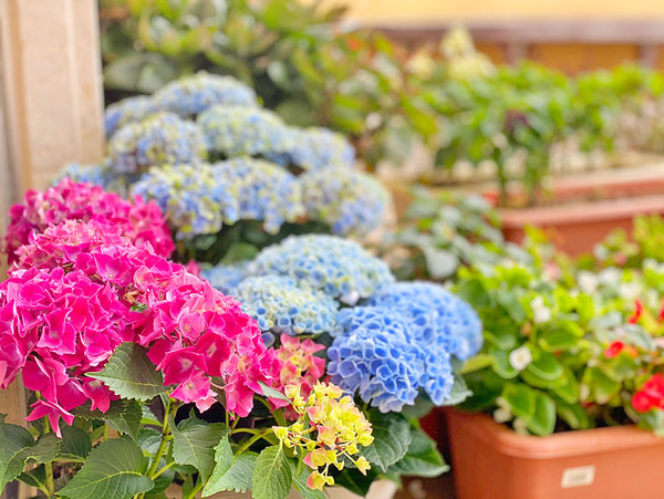 玄関外のアジサイ 玄関外のアジサイ