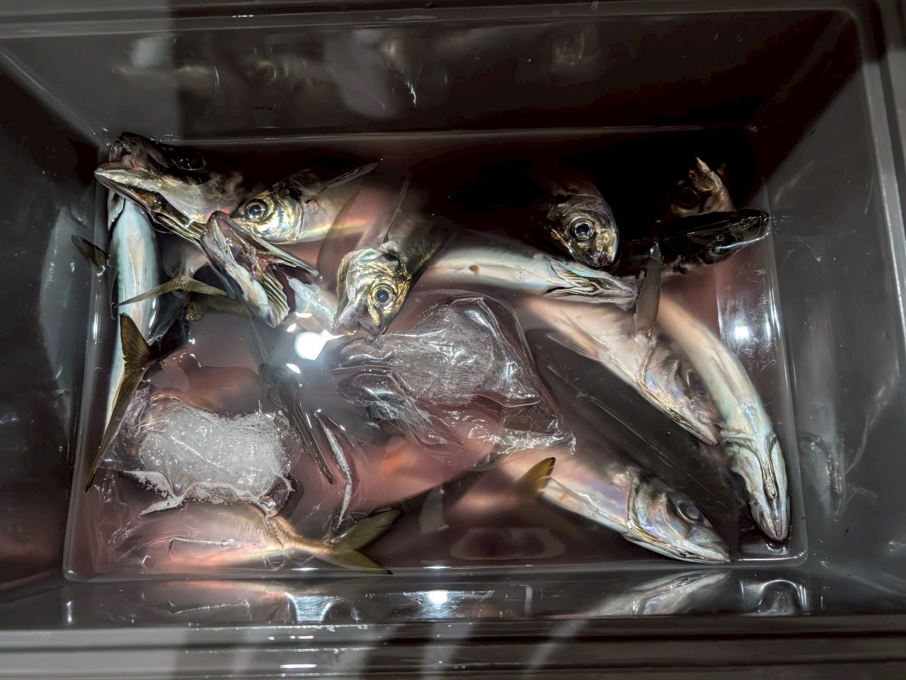 2025年6月 走水港・高司丸 小ぶりでしたが、50匹近く釣れました 2025年6月 走水港・高司丸 小ぶりでしたが、50匹近く釣れました