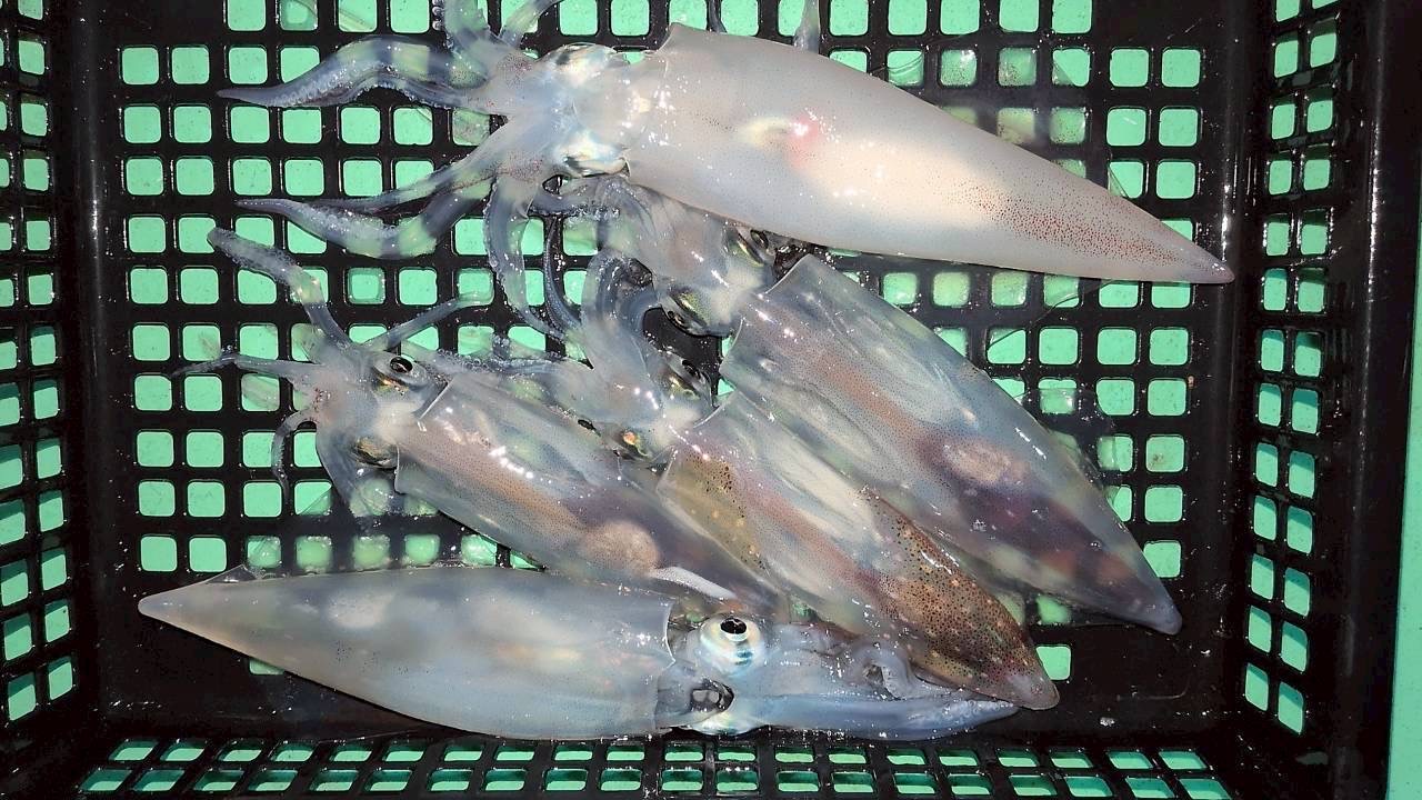 鳥取県・鳥取港(賀露港)の遊漁船「第八達丸」シロイカ釣り 鳥取県・鳥取港(賀露港)の遊漁船「第八達丸」シロイカ釣り