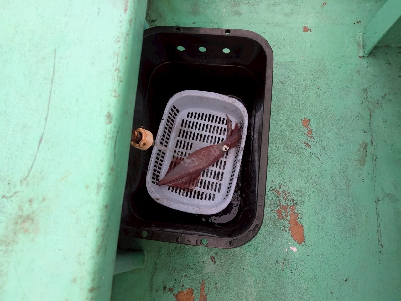 2025年7月、賀露港・第八達丸 シロイカ23杯、スルメ4杯でした。 もう少し釣りたかった〜 2025年7月、賀露港・第八達丸 シロイカ23杯、スルメ4杯でした。 もう少し釣りたかった〜