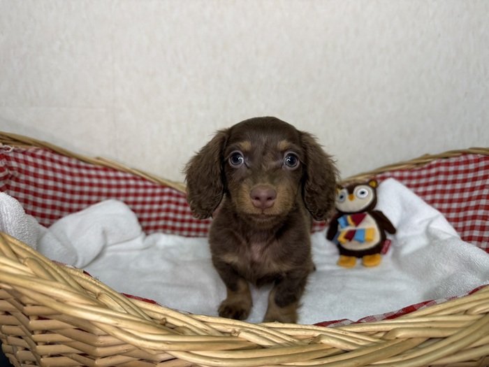 子犬紹介｜ ミニチュアダックス専門だっくす屋