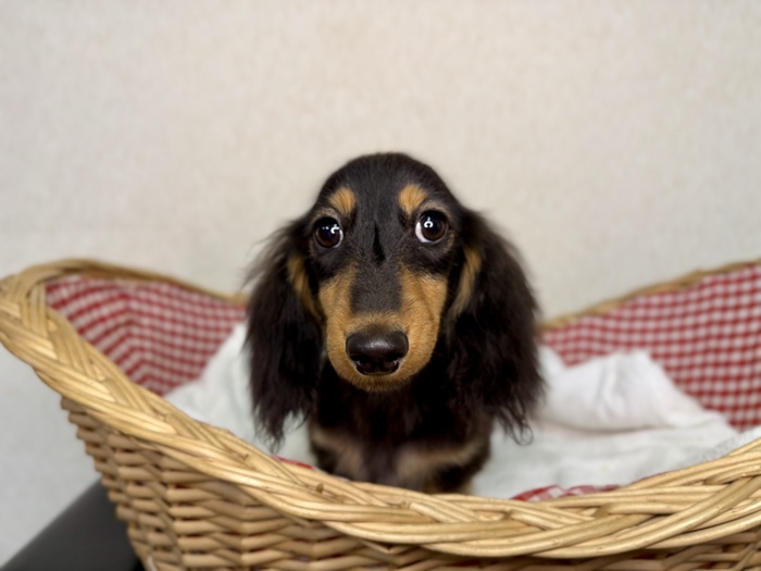 ☆受付☆ダックス 子犬紹介｜ ミニチュアダックス専門だっくす屋