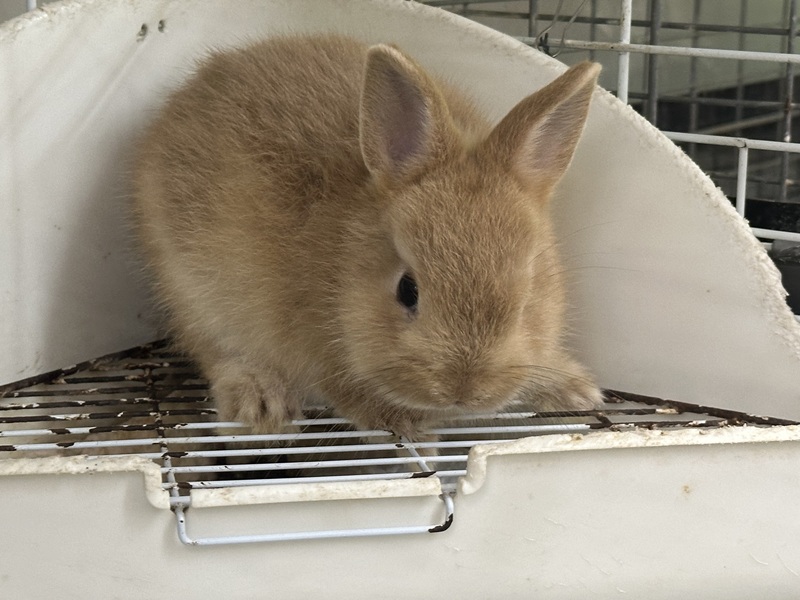 小動物 - 【公式】ペットプラザトゥーワン-鹿児島市与次郎の総合