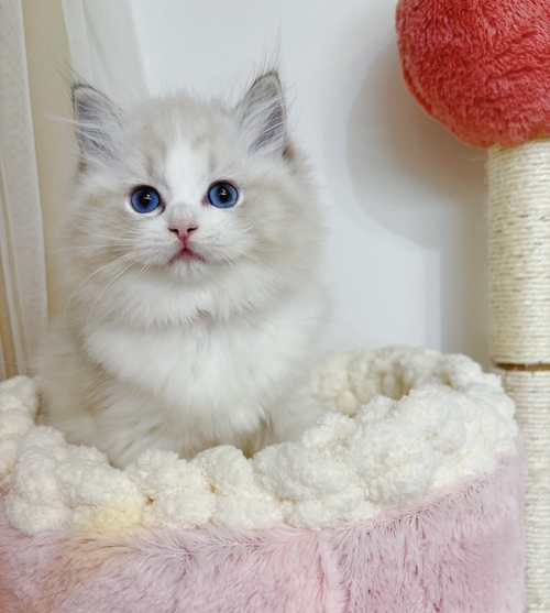 【希少】KATHERINE'S COLLECTION 姫猫　ビクトリアンドール DOLK×RSDOLL×kennel×Code Name】Verroky 黒猫 ver. Limited