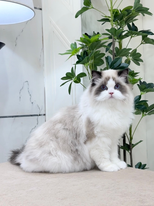【希少】KATHERINE'S COLLECTION 姫猫　ビクトリアンドール 希少】KATHERINE'S COLLECTION 姫猫 ビクトリアンドール 希少