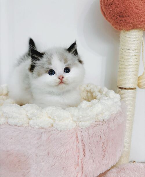 希少】KATHERINE'S COLLECTION 姫猫 ビクトリアンドール 希少