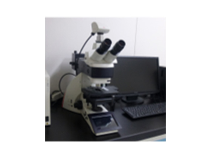 正立蛍光顕微鏡